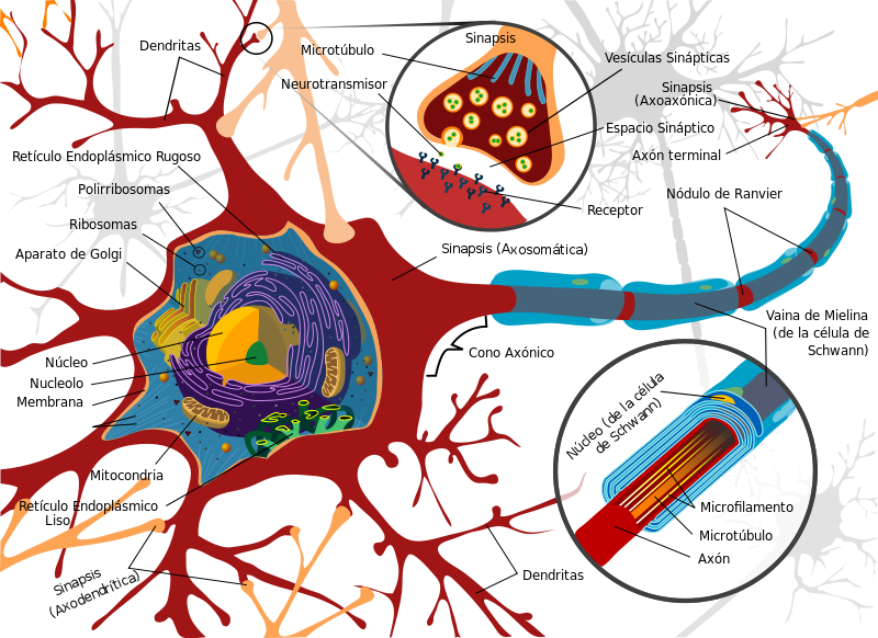 Aspectos Psicológicos de la Esclerosis Múltiple
